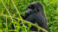 Ruanda Vorschaubild