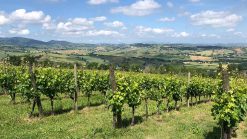 Piemont 1