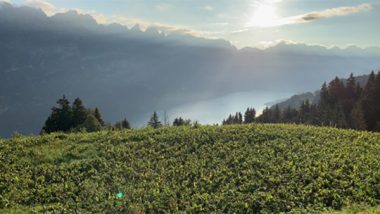 Muehlehorn Vorschaubild 1