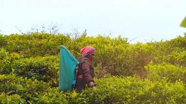 27.12.23 - 10.01.24: Das Naturparadies Sri Lanka erwandern 7 Gay Sri Lanka Wanderreise